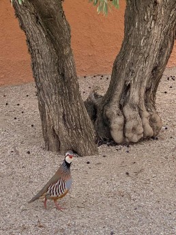 Jardín de Jaras Luis Vallejo