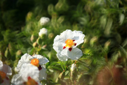 Jardín de Jaras Luis Vallejo