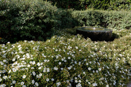 Jardín de Jaras Luis Vallejo