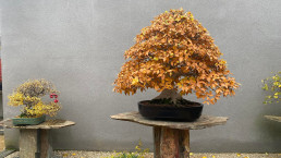 Museo Bonsai Luis Vallejo