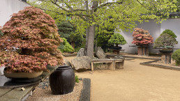 Museo Bonsai Luis Vallejo