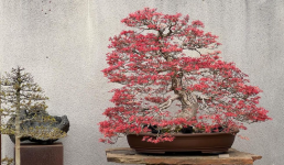 Primavera en el Jardín Bonsai Luis Vallejo