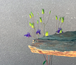 Luz de verano. Jardín Bonsai Luis Vallejo