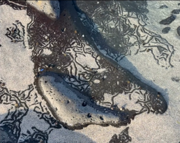 Calligraphies of the Sea Luis Vallejo Inspiration