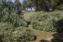 Finca en Badajoz. Luis Vallejo