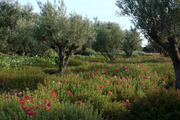 Jardín de Jaras Luis Vallejo