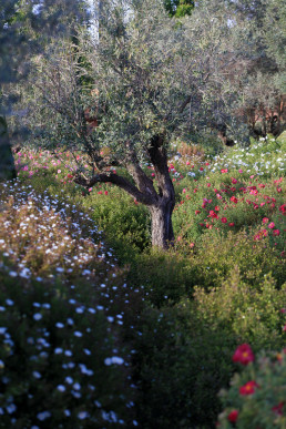 Jardín de Jaras Luis Vallejo