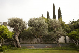 Jardín y piscina, Tel Aviv Estudio de paisajismo Luis Vallejo