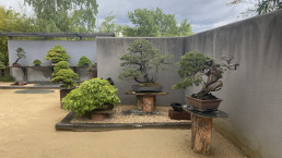 Museo Bonsai Luis Vallejo