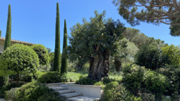 Jardín en Saint Tropez. Luis Vallejo