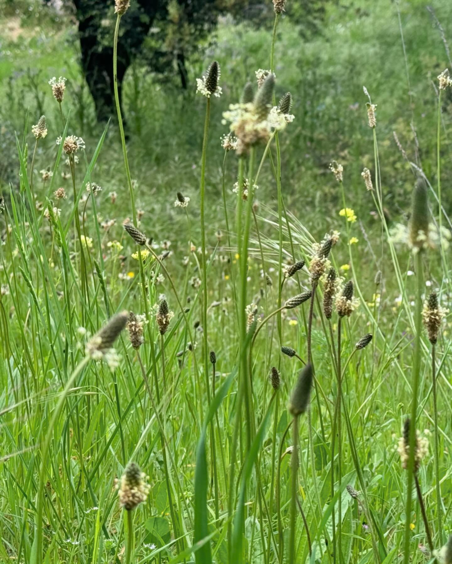 Primavera. Estudio de paisajismo Luis Vallejo
