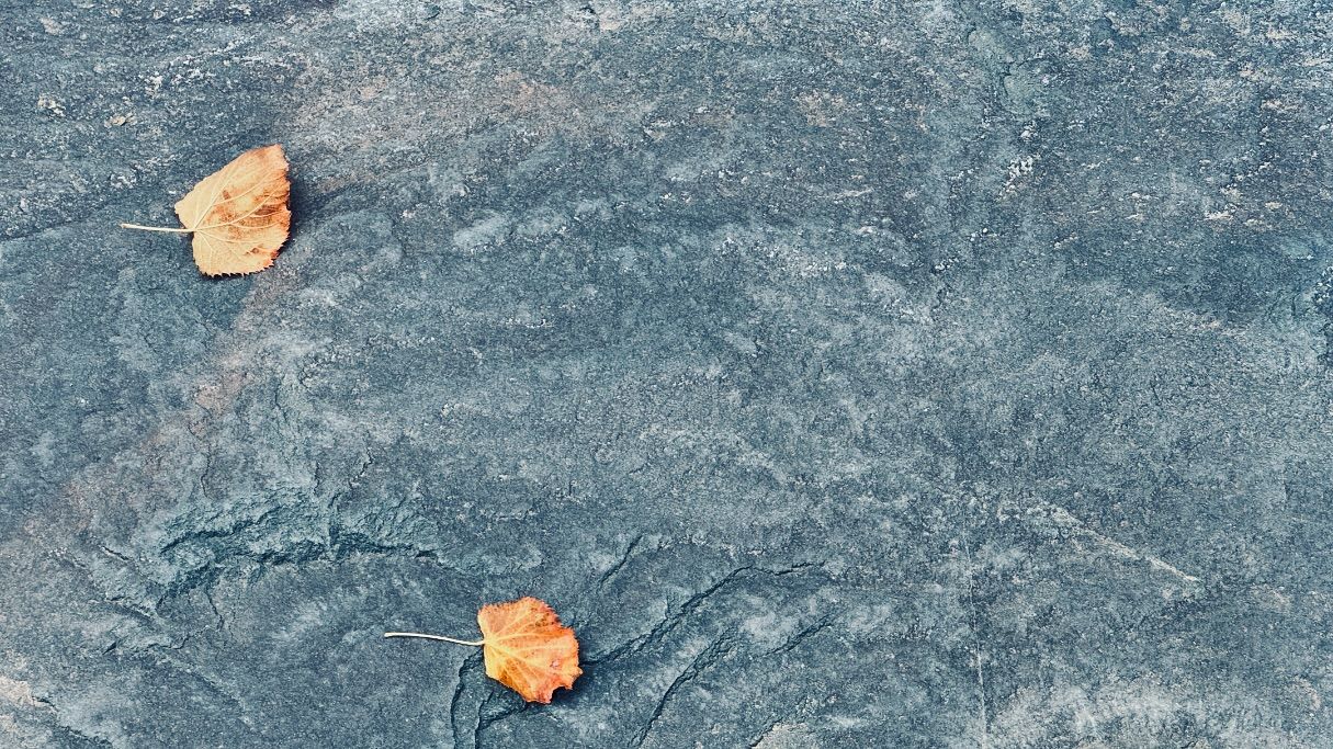 otoño en el Jardín Bonsai Luis Vallejo