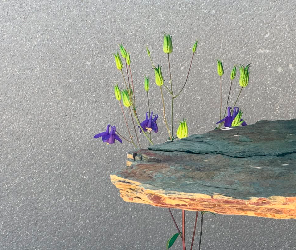 Luz de verano. Jardín Bonsai Luis Vallejo