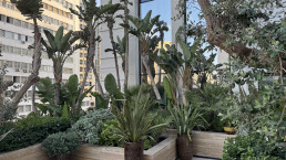 Hotel Royal Manseur Casablanca. Patio de los chirimoyos. Luis Vallejo